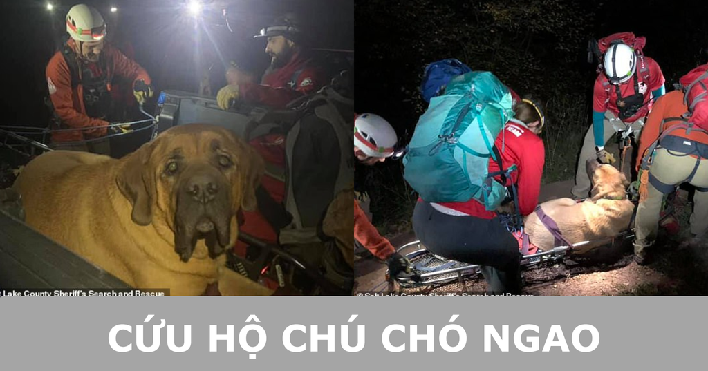 Chú chó ngao khổng lồ đi leo núi cùng chủ, cuối cùng phải gọi cứu hộ cáng xuống