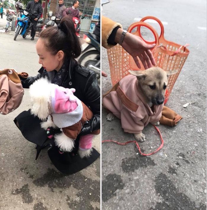 Câu hỏi nhức nhối: ‘Là chó ta không được yêu thương bằng các bạn chó cảnh sao mọi người?’