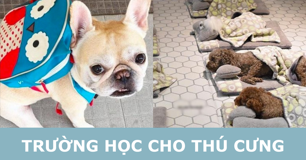 Thú cưng Hàn Quốc được đi học mẫu giáo: Ngày 6 tiết, có sổ liên lạc và kiểm tra bài cũ