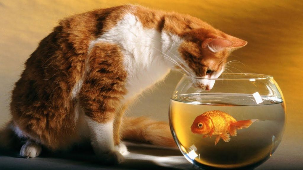 Giải mã bí ẩn: Có thực là mèo thích ăn cá?