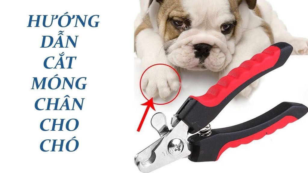 9 tips nhỏ làm việc cắt móng chân cho chó thật dễ dàng và hiệu quả