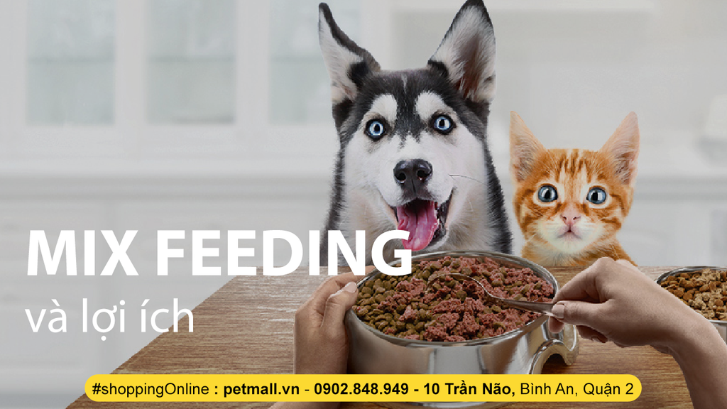 MIX FEEDING LÀ GÌ ? 5 LỢI ÍCH KHI TRỘN THỨC ĂN CHO MÈO