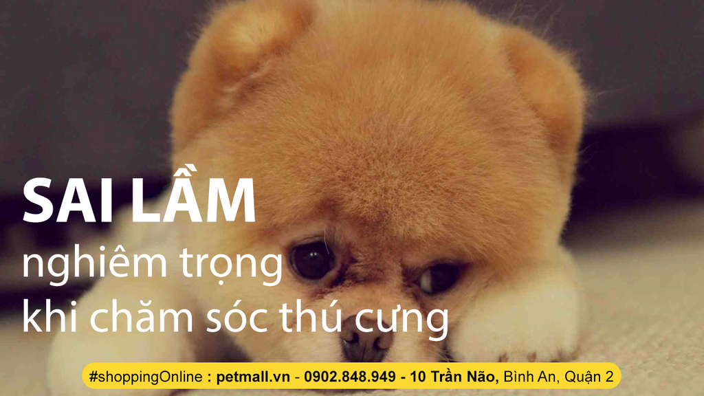 SAI LẦM NGHIÊM TRỌNG KHI CHĂM SÓC CÚN CƯNG