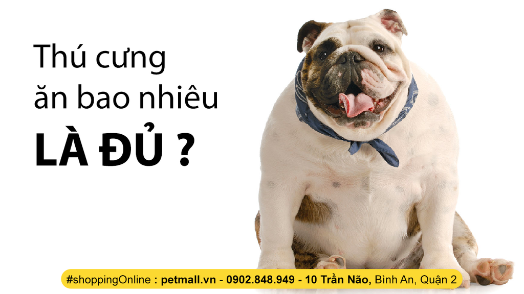 NÊN CHO THÚ CƯNG ĂN BAO NHIÊU LÀ HỢP LÝ ?