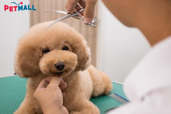 Cách tỉa lông chó Poodle tại nhà ai cũng làm được