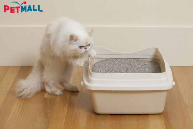 CÁCH KHỬ MÙI HÔI CHẤT THẢI CỦA MÈO NHANH VÀ HIỆU QUẢ NHẤT