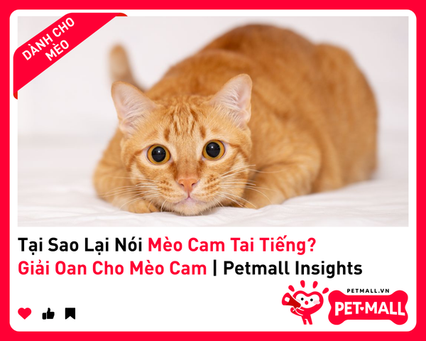 Tại Sao Lại Nói Mèo Cam Tai Tiếng? Giải Oan Cho Mèo Cam | Petmall Insights