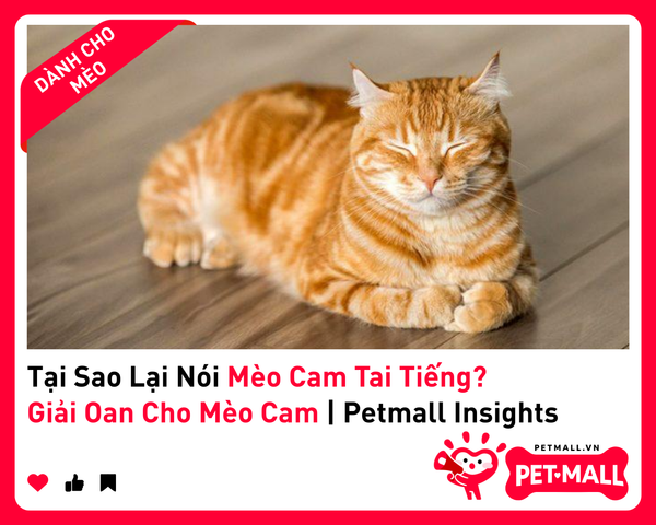 Tại Sao Lại Nói Mèo Cam Tai Tiếng? Giải Oan Cho Mèo Cam | Petmall Insights