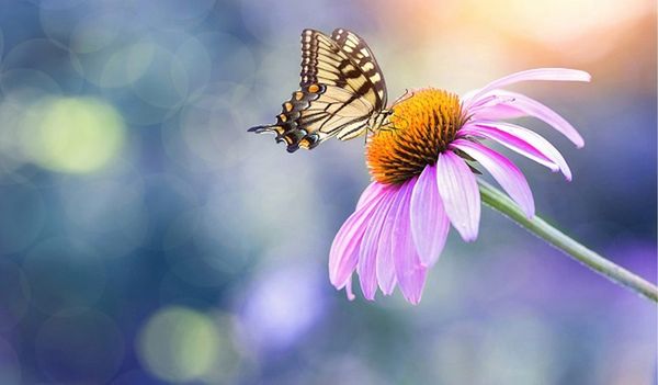 ong-kinh-sigma-17mm-f-4-dg-dn-contemporary-for-sony-e