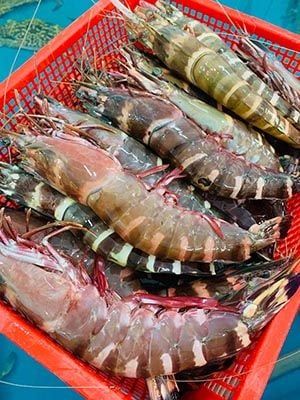 Tôm sú cụ “khổng lồ” giá hơn 1 triệu đồng/kg, khách ráo riết săn lùng