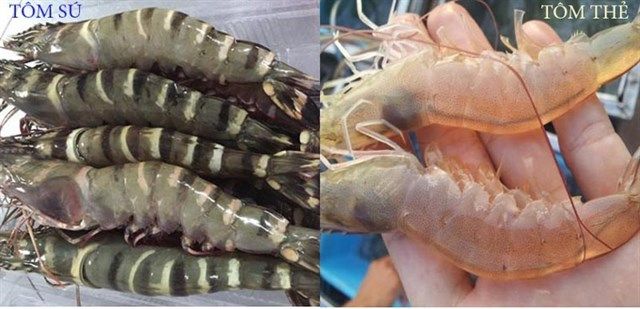 PHÂN BIỆT TÔM THẺ VÀ TÔM SÚ KHÁC NHAU NHƯ THẾ NÀO LOẠI NÀO NGON HƠN