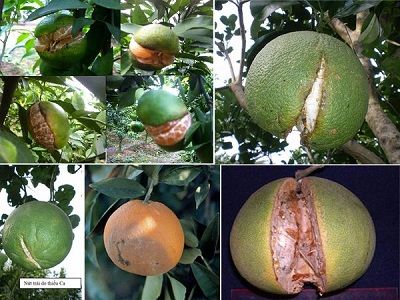 Khắc phục hiện tượng nứt quả, rụng quả trên cây cam, bưởi
