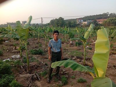 Lạng Giang: Nông dân khá lên từ mô hình trồng chuối tiêu xanh Đài Loan