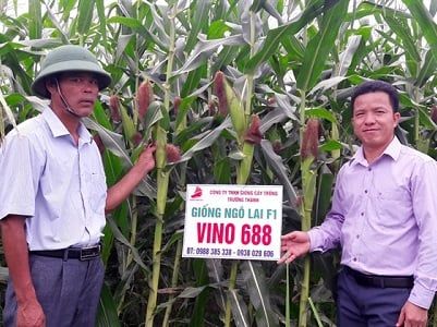 Chết mê chết mệt' hai giống ngô siêu sinh khối