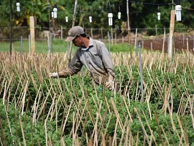 Gia Lai: Nhà vườn chuẩn bị vụ hoa Tết
