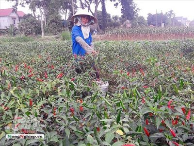 Thanh Hóa: Phấn đấu gieo trồng gần 165 nghìn ha vụ thu mùa 2019