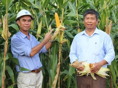 Trồng ngô thích ứng biến đổi khí hậu