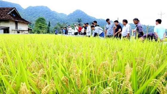 Japonica và hành trình thần tốc 'mê hoặc' nông dân Bắc bộ