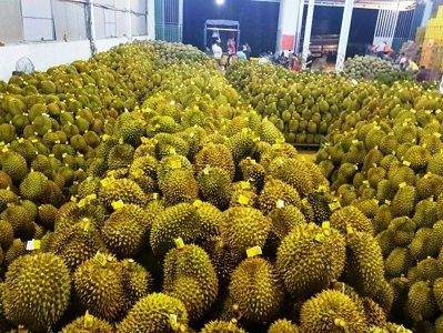 Lâm Đồng: Liên kết theo chuỗi để xuất khẩu trái sầu riêng