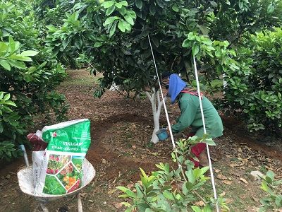 Bón phân GAP cho cây có múi Thời kỳ kiến thiết cơ bản