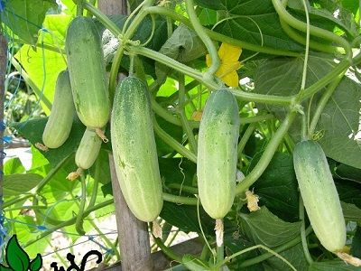 Trồng và chăm sóc cây dưa chuột