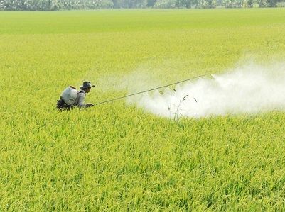 Phòng ngừa đạo ôn lá và cổ bông vụ Hè Thu