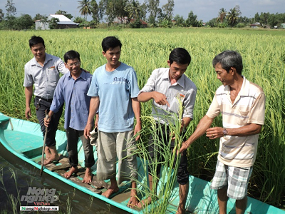 Không có giống kháng sâu bệnh, đừng mong làm gạo hữu cơ!
