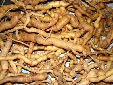 Quy trình kỹ thuật trồng cây Ba kích thương phẩm