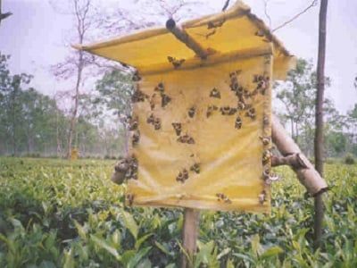 Hướng dẫn sử dụng bẫy bả chua ngọt bẫy trưởng thành sâu keo, sâu cắn gié hại lúa, ngô
