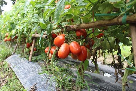 Trồng và chăm sóc cà chua