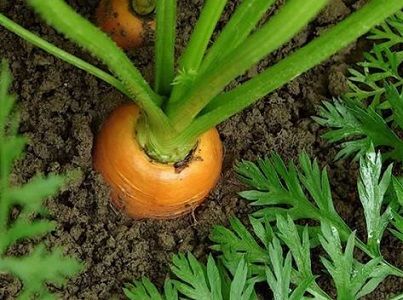 Trồng và chăm sóc Cà rốt