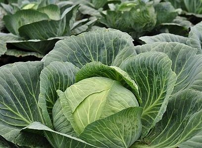 Trồng và chăm sóc Cải bắp