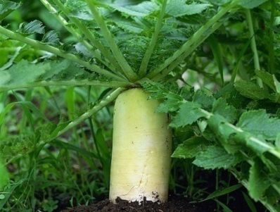 Trồng và chăm sóc cải củ