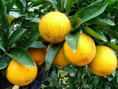 TRỒNG VÀ CHĂM SÓC CÂY CAM LÒNG VÀNG
