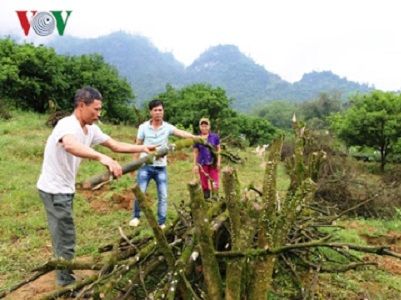 Hàng trăm ha cam Yên Bái bị nhiễm bệnh buộc chặt bỏ