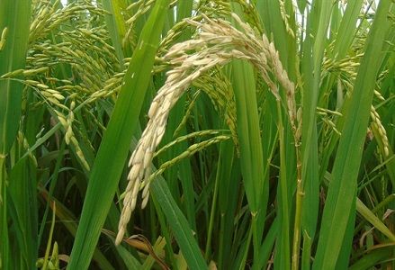 Cẩn trọng với bệnh Đạo ôn cổ bông