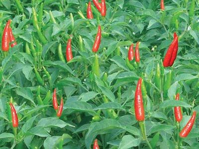 Quy trình kỹ thuật trồng ớt đạt năng suất cao