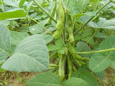 Quy trình trồng và chăm sóc cây Đậu tương