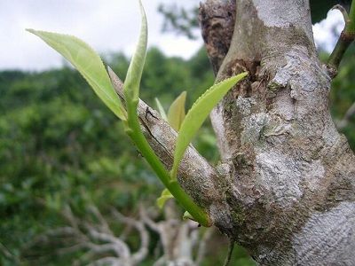 Lào Cai: Triển vọng phát triển cây chè Shan hữu cơ Bản Liền