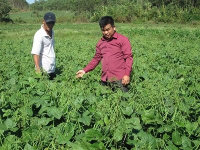 Cấp bách chuyển đổi cây trồng: Đậu xanh trên đất lúa