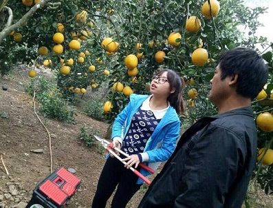 Quy trình trồng và chăm sóc cây có múi