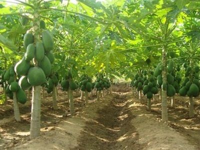 Hướng dẫn kỹ thuật canh tác lúa và cây ăn trái trong điều kiện hạn, mặn