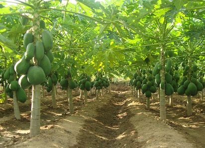 Hướng dẫn kỹ thuật canh tác lúa và cây ăn trái trong điều kiện hạn, mặn
