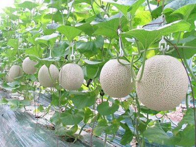 Quy trình trồng dưa lưới (Cucumis melon L.) trên giá thể trong nhà màng áp dụng tưới nhỏ giọt