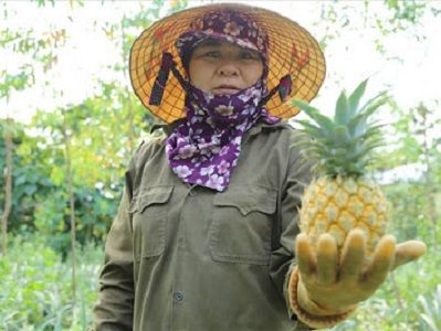 Dứa rớt giá, dưa sâu bệnh, nông dân Nghệ An
