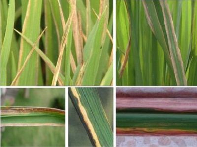 Những dịch bệnh hại cần chú ý trong tuần (từ 11 – 17/6)