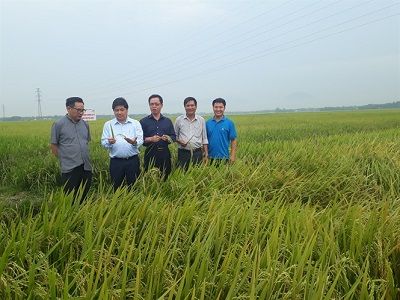 Triển vọng giống lúa BC15-02 kháng đạo ôn ở Quảng Nam