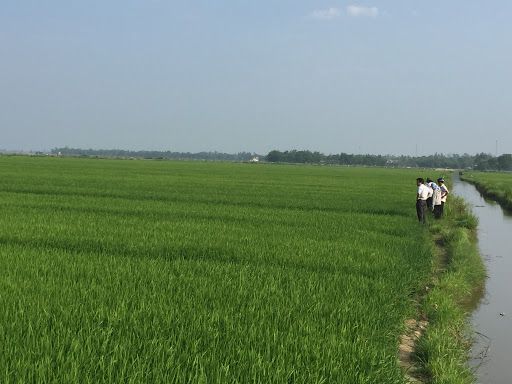 Phòng chống sinh vật hại lúa Đông Xuân, đảm bảo an ninh lương thực