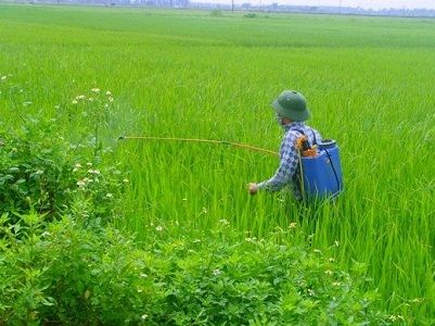 Lưu ý phòng trừ đạo ôn, bạc lá lúa cuối vụ
