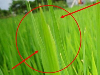 Kinh nghiệm xác định thời điểm bón đón đòng lúa